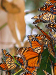 pic for 480x640 Monarch Butterflies 480x640